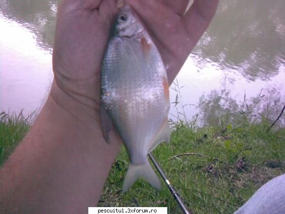 pescuit timis platicuta sau ceva hibrid deoarece are ceva rosu aripi cred platica curata.