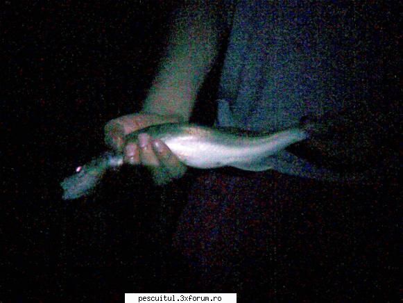 pescuit timis seara prietenul meu florin prins strapazan, prins unul mai mic lui dar era pozat.