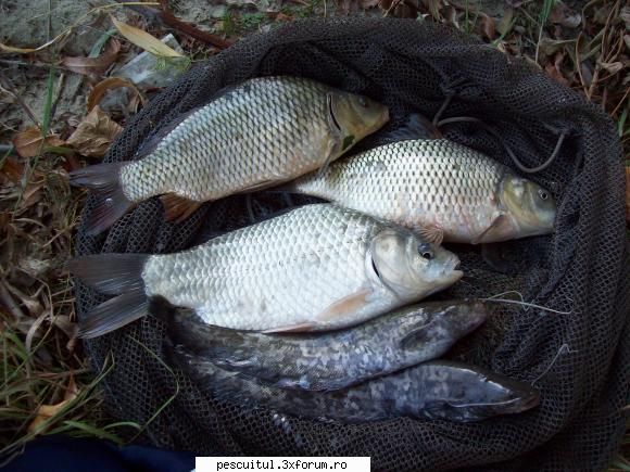 pescuit siret pestii mici, trebuie dau drumul pentru pescar sportiv, pestii mari ori prind ori scap MEMBRU DE ONOARE