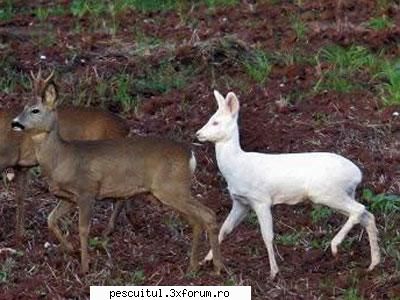 caras .... albinos ??? iata exemple animale albinoase fizice sunt deloc afectate