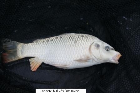 caras .... albinos ??? mai probabil fie rezultat dintr-o intampla crap:ghost carp ghost koi are the