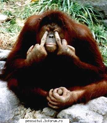 wooooow !!! concurenta serioasa !!! and .....