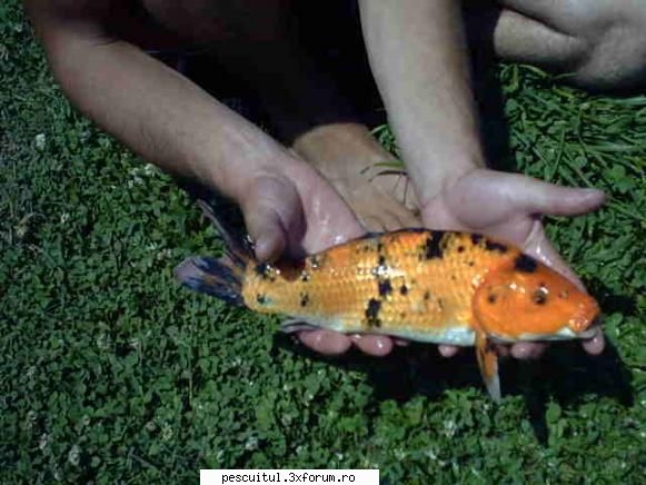 crap koi