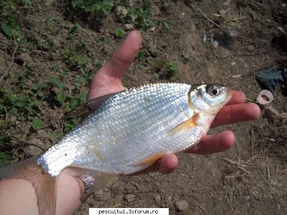partide pescuit! inceput vina pestii mai platica MEMBRU DE ONOARE