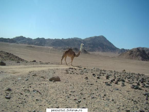 egipt sharm sheikh urmatoarea .... safari ... vizite corturile cautarea