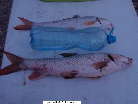 pescuit surprize arges feugen finale:1 mreana 1kg; mreana cascaval buchet rame. lipitoare, rama MEMBRU DE ONOARE