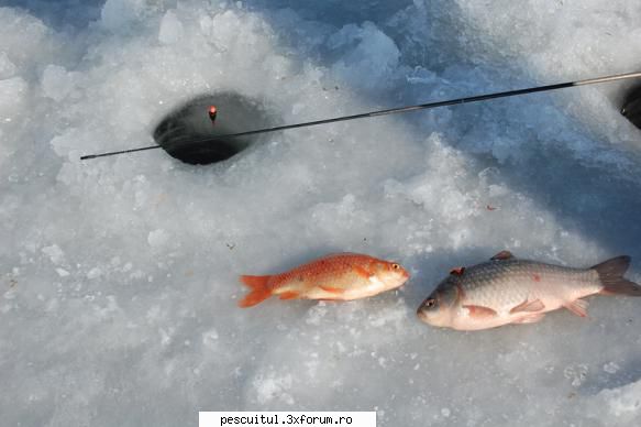 pescuit sezonul rece ...