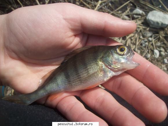 partide pescuit! cel mai urat biban posibil, corcit alta specie... MEMBRU DE ONOARE