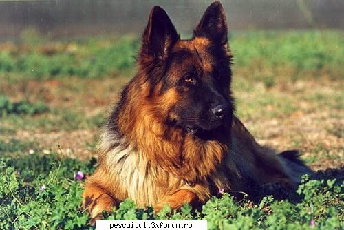 caini... oameni buni imi doresc feluri caini stiu cum spune. lupul din poza mai jos ciobanesc