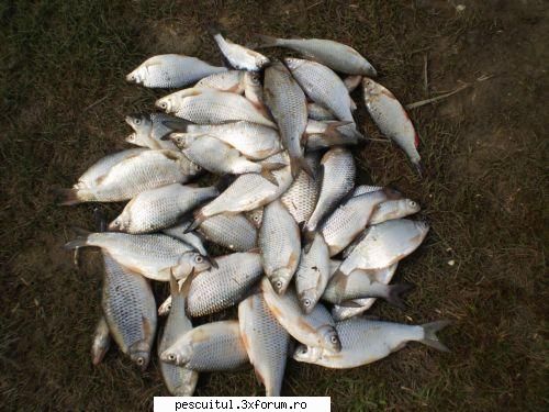 pescuitul cosulet feeder prolific pescuitul draci: