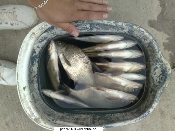 pescuitul platica niste capturi galeata, arata prea frumos oricum stiu pestii fost retinuti.
