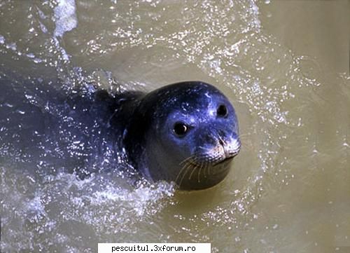 10 specii disparute din Romania - 1 - Foca de Marea Neagra sau Foca Calugarita - CAFENEA - DISCUTII OFF TOPIC