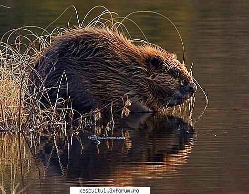 10 specii disparute din Romania - 5 - Brebul sau Castorul European (Castor - CAFENEA - DISCUTII OFF TOPIC