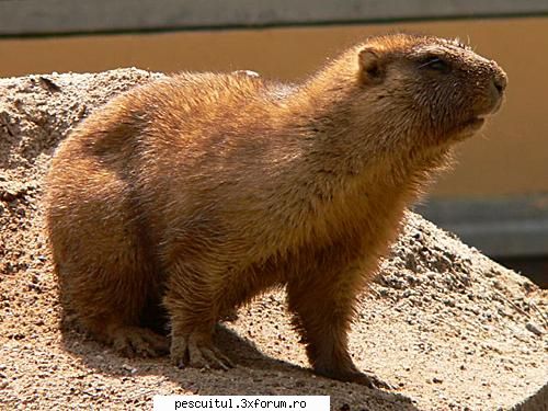 10 specii disparute din Romania - 6 - Bobacul sau Marmota de stepa (Marmota - CAFENEA - DISCUTII OFF TOPIC