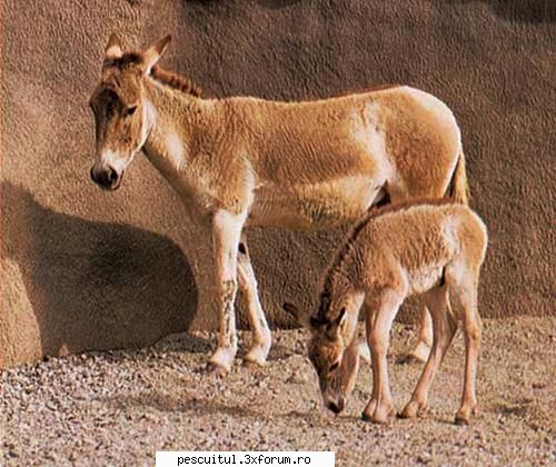 10 specii disparute din Romania - 7 - Colunul sau Magarul Salbatic Mongol - CAFENEA - DISCUTII OFF TOPIC