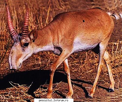 10 specii disparute din Romania - 9 - Antilopa Saiga (Saiga tatarica tatarica) - CAFENEA - DISCUTII OFF TOPIC
