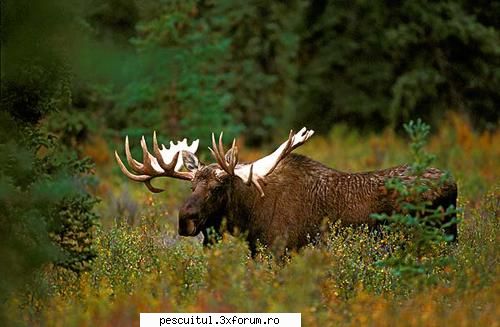 10 specii disparute din Romania - 10 - Elanul (Alces alces alces) Ideea ca - CAFENEA - DISCUTII OFF TOPIC