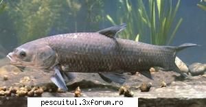 Amurul negru - Denumire : Amur negru | Black carp | Amour noir - SPECII DE PESTI