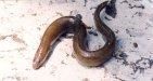 Anghila - Pescuitul anghilei - Denumirea in engleza: Eel, European Eel. Denumiri - SPECII DE PESTI
