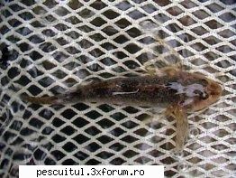 Aspretele - ASPRETELE Aspretele este o specie de peste din - SPECII DE PESTI