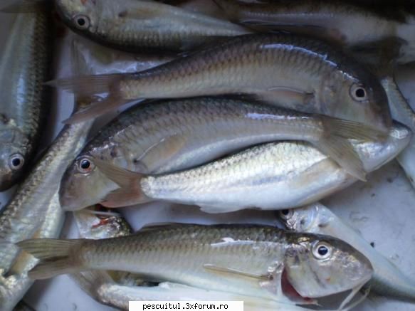 Ati pescuit la Marea Neagra ? - Fishbones - DISCUTII DIVERSE DESPRE PESCUIT