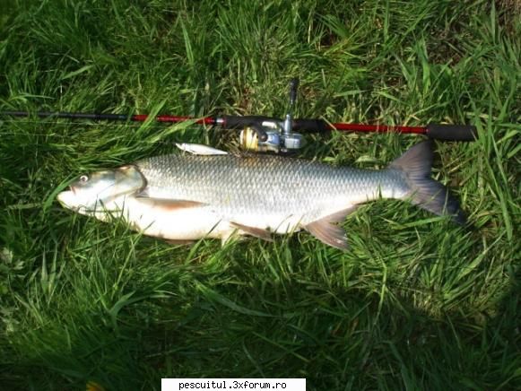 Avat si Thrill - Thrill-ul: "cantec" pentru avati Naluca nr.1 la - PESCUIT - SPINING