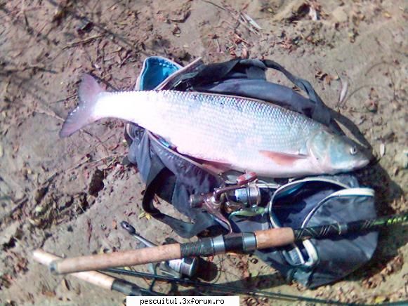 Avatul - Pescuitul avatului - Video pescuit avat - cam 3kg..Dunare - SPECII DE PESTI