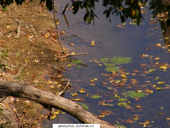 Balta/lac din Gorj - dori - LOCURI DE PESCUIT - BALTI