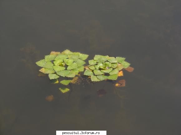 Balta/lac din Gorj - vegetatie din balta. Cum se numeste (nu am mai - LOCURI DE PESCUIT - BALTI
