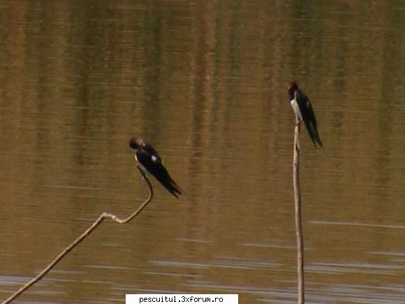 Balta/lac din Gorj - Randunici pe balta - LOCURI DE PESCUIT - BALTI