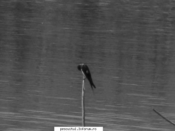 Balta/lac din Gorj - Tocmai descoperisem functia alb-negru - LOCURI DE PESCUIT - BALTI