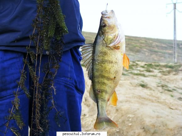 Balta/lac din Gorj - Bibanul. Dupa cum am spus nu l-am prins eu - LOCURI DE PESCUIT - BALTI