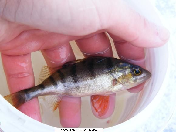 Balta/lac din Gorj - aici Mr. Perch colorat - LOCURI DE PESCUIT - BALTI