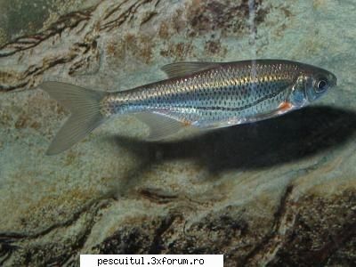 Beldita - BELDITA (Alburnoides bipunctatus) Raspandire - SPECII DE PESTI