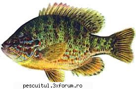 Biban soare ( regina , sorete ) - Denumire: BIBAN-SOARE (Lepomis eupomotis - SPECII DE PESTI