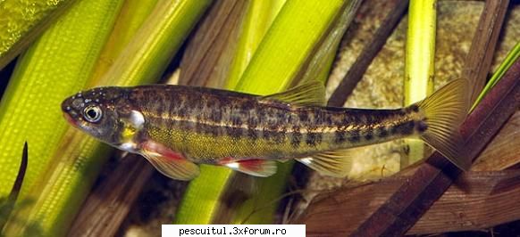 Boisteanul (Phoxinus phoxinus) - Boisteanul (craietele) este un ciprinid de talie - SPECII DE PESTI