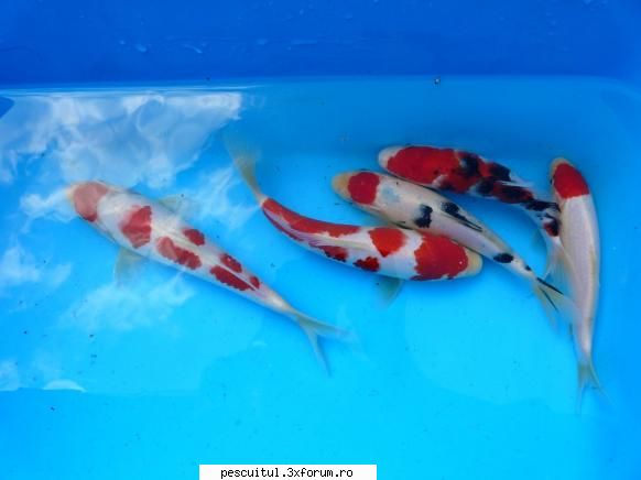 CUMPAR crap KOI - japonezi kohacu utsuri doitsu....20-30 cm pret - BAZAR PESCAR - VANZARI , CUMPARARI
