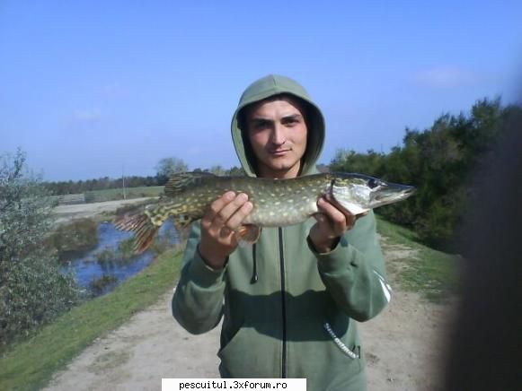 Capturi la spinning - O stiuculitza prinsa in Delta,la Sf gheorghe la - PESCUIT - SPINING