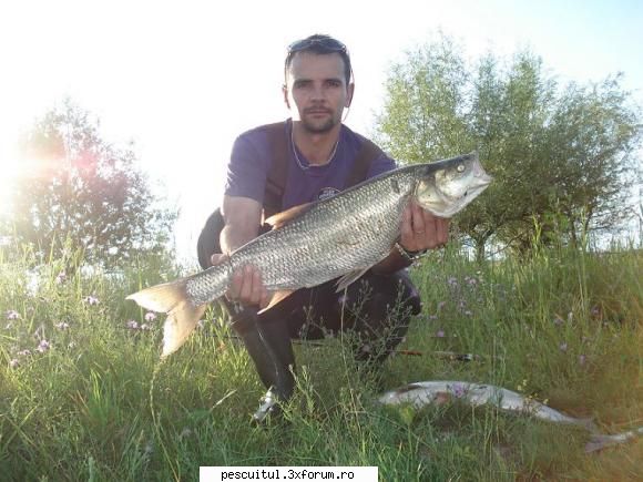 Capturi la spinning - Torpile de Olt...salmo Thrill 9 cm - PESCUIT - SPINING
