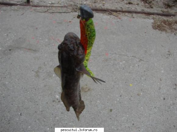 Capturi la spinning - valy - PESCUIT - SPINING