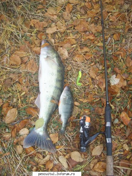 Capturi la spinning - Acesta este cel cu pricina, un salau de 1.5 kg - PESCUIT - SPINING