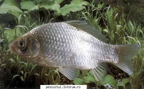 Caras - Pescuitul carasului - si prima poza...cred ca e caracuda - SPECII DE PESTI