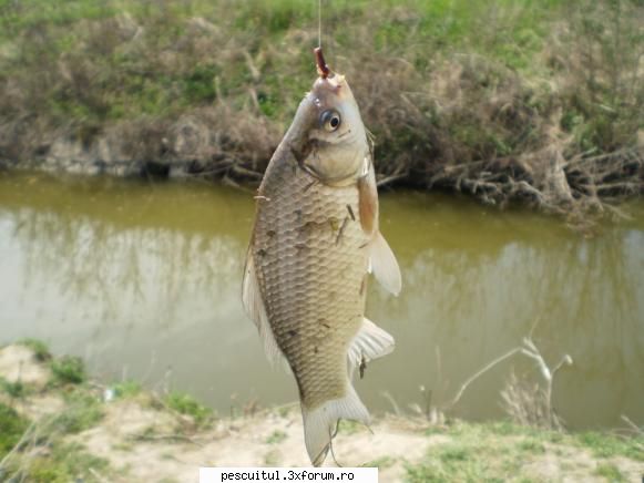 Caras - Pescuitul carasului - Fishbones - SPECII DE PESTI