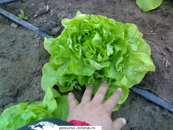 Carne vitel - bre daca la cade carnica greu la stomac , le vand - BAZAR PESCAR - VANZARI , CUMPARARI