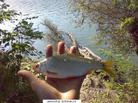 Ce peste este? - Da asta? hai ca e mai simplu..! - DISCUTII DIVERSE DESPRE PESCUIT