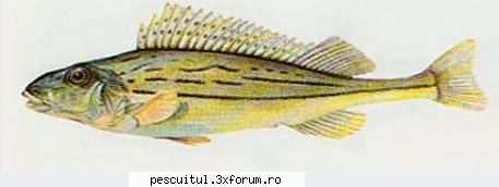 Ce peste este? - Fishbones - DISCUTII DIVERSE DESPRE PESCUIT