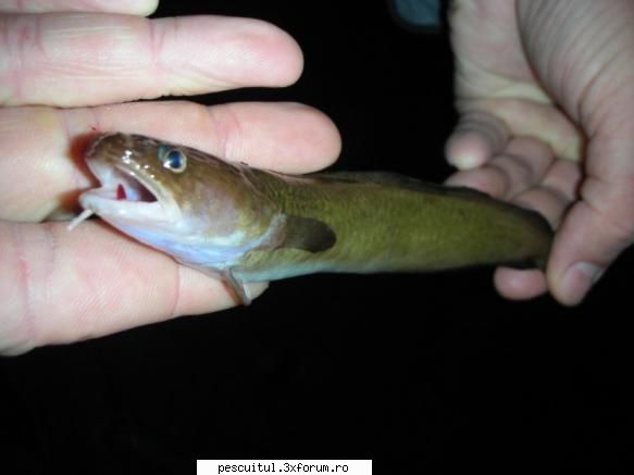Ce peste este? - Fishbones - DISCUTII DIVERSE DESPRE PESCUIT