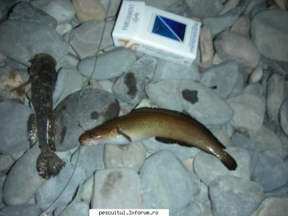 Ce peste este? - Fishbones - DISCUTII DIVERSE DESPRE PESCUIT