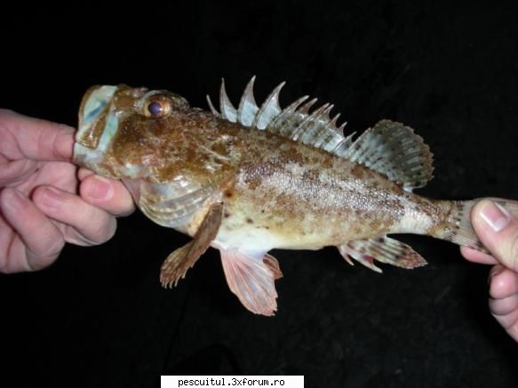 Ce peste este? - Fishbones - DISCUTII DIVERSE DESPRE PESCUIT