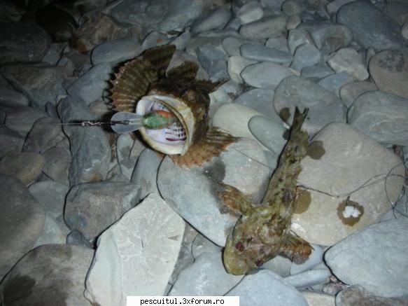 Ce peste este? - Fishbones - DISCUTII DIVERSE DESPRE PESCUIT
